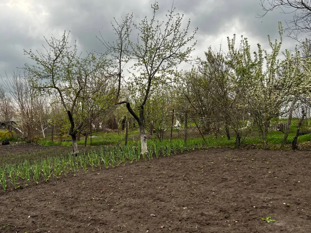 Как правильно подкармливать яблоню в августе для богатого урожая на следующий год