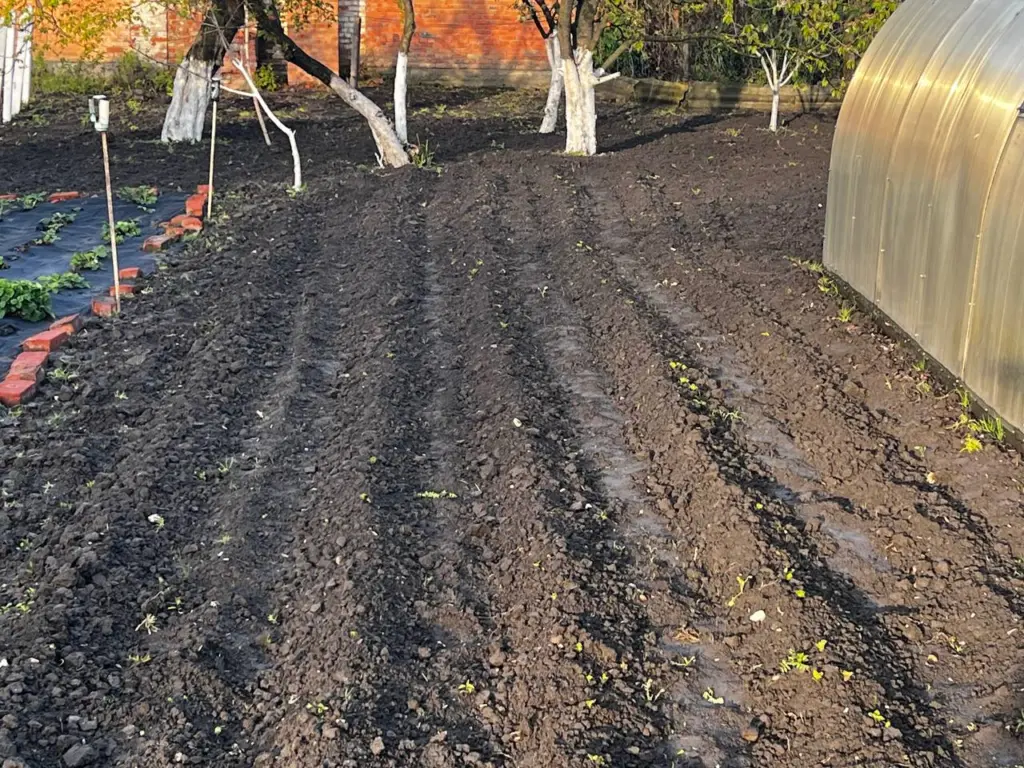 Как только картофель зацвел — полив под корень для урожая на всю зиму с 20 кустов