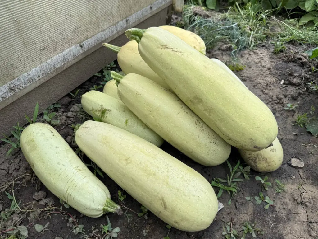 Почему я закапываю лишние кабачки обратно в грядки: соседи сейчас смеются, но вскоре поймут мою мудрость