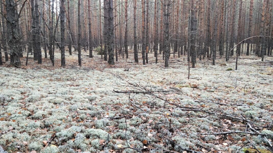 Октябрь и ноябрь: что ожидает нас по прогнозу синоптиков0