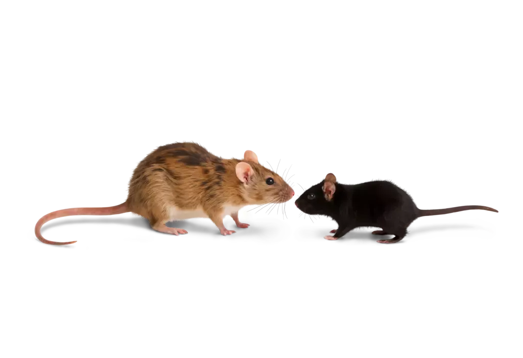 Друг из Германии поделился лайфхаком, который эффективно прогоняет надоедливых мышей навсегда
