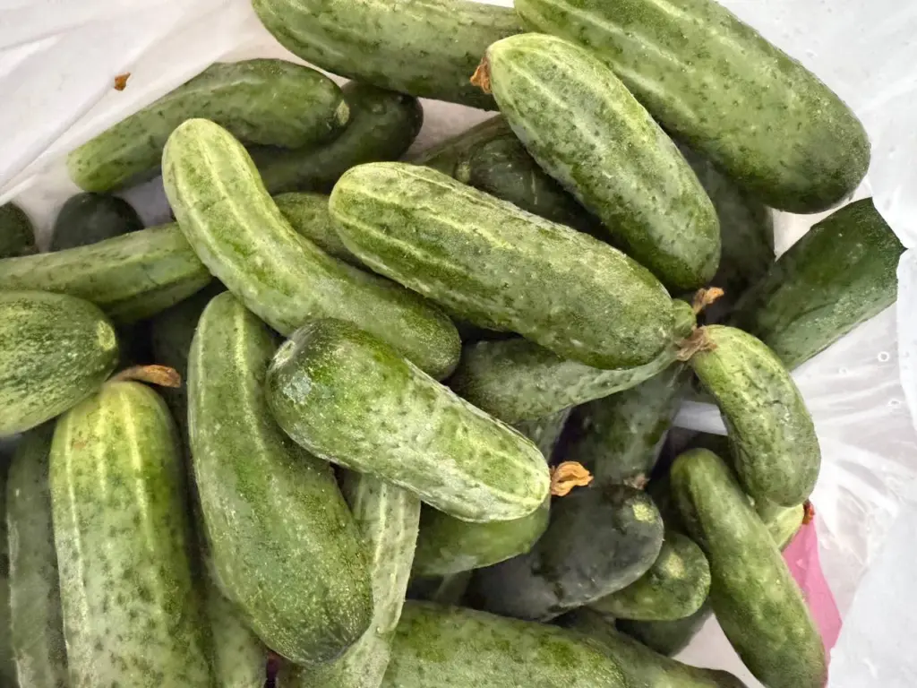 Три лучших сорта огурцов: вкусные, урожайные и без горечи