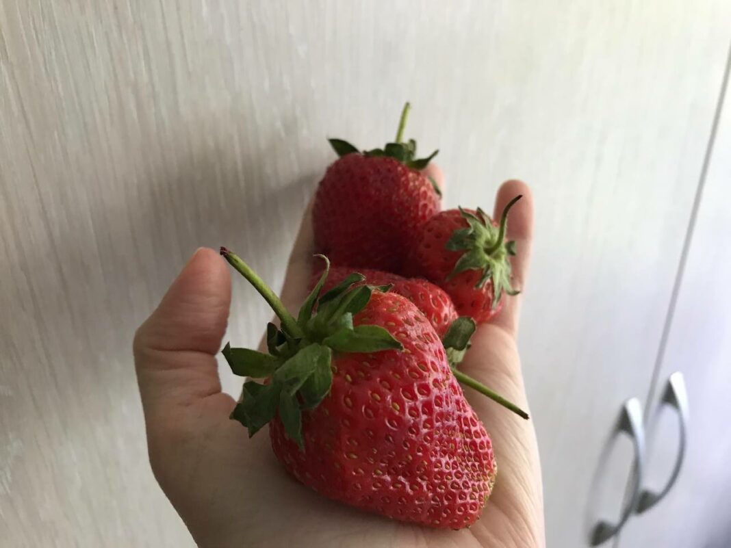 Продукты, которые помогут вам продлить жизнь: результаты исследования учёных0