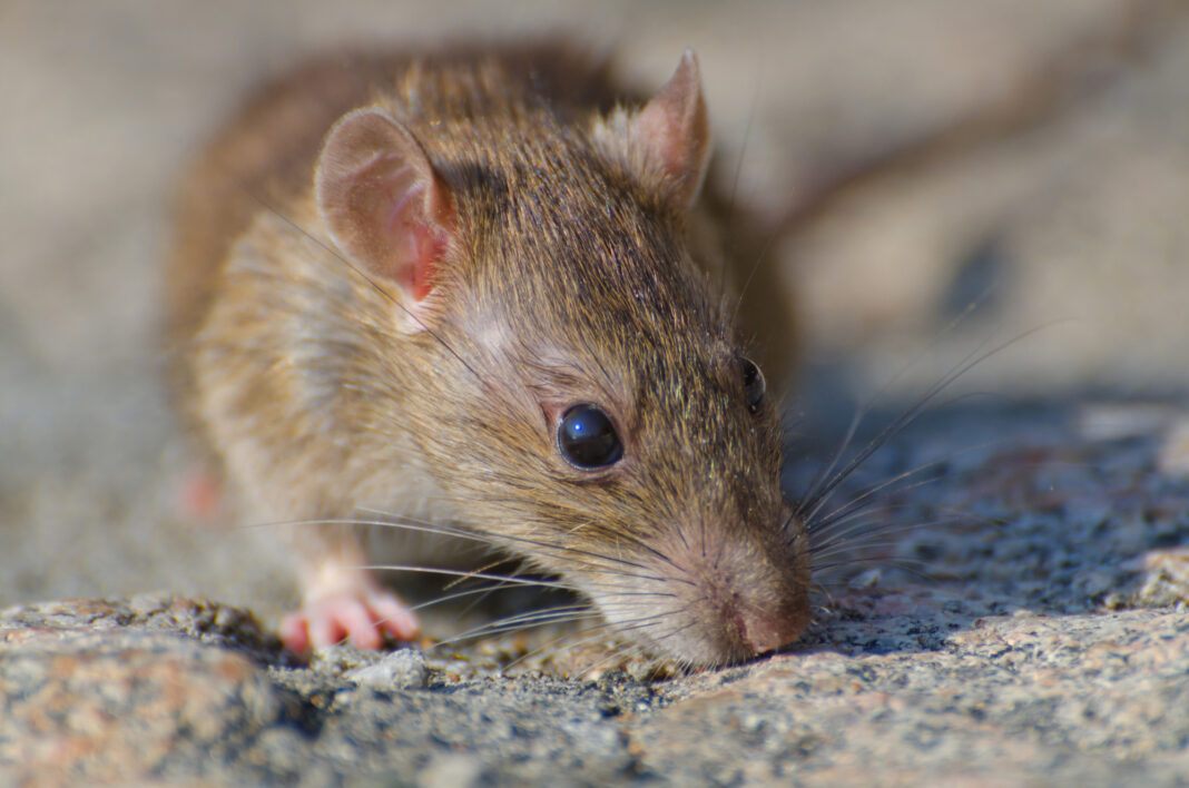 closeup-selective-focus-shot-brown-rat-concrete-ground0