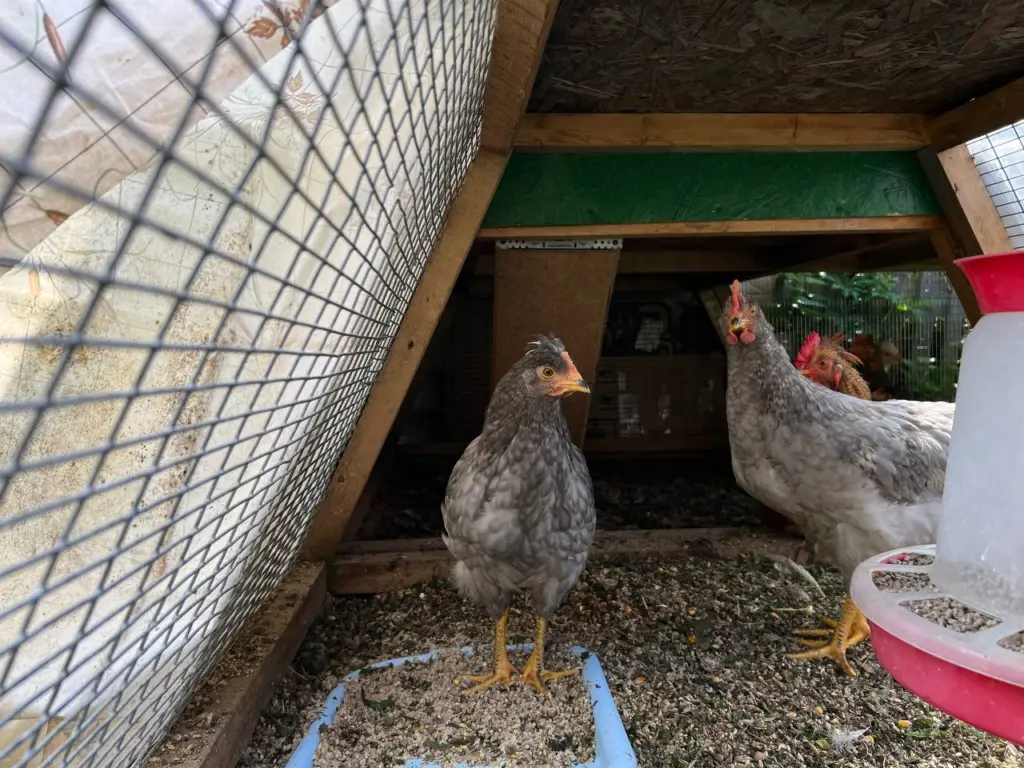 Осень для кур: 1 столовая ложка в воду для повышения яйценоскости — экономичное и натуральное решение