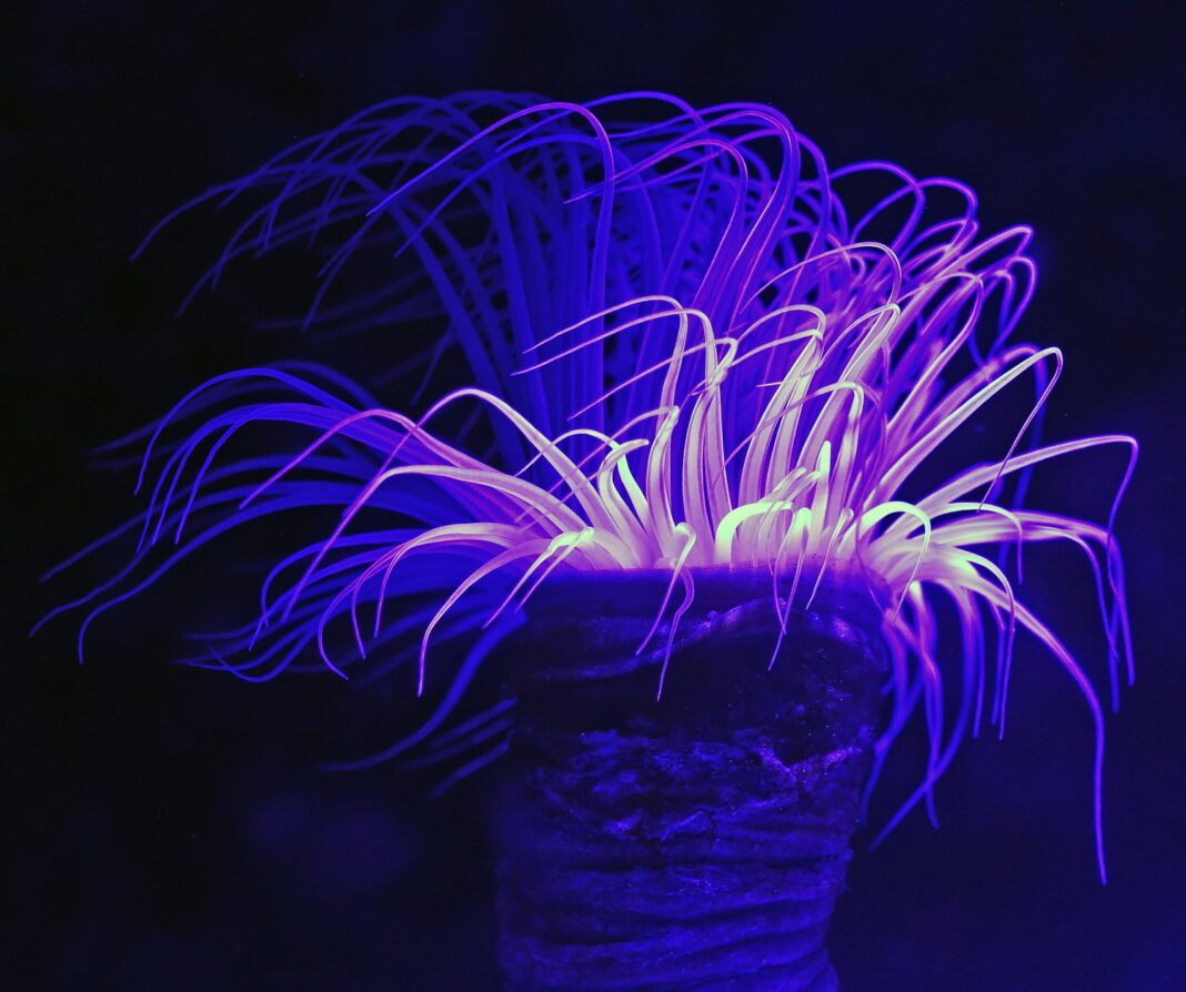 морской червь_1_unsplash морской червь_1_unsplash0