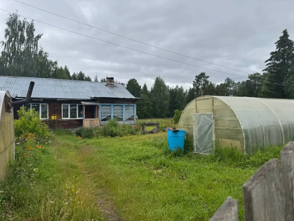 Закопаю лавровый лист на огороде — теперь сплю спокойно: делаю это каждую осень