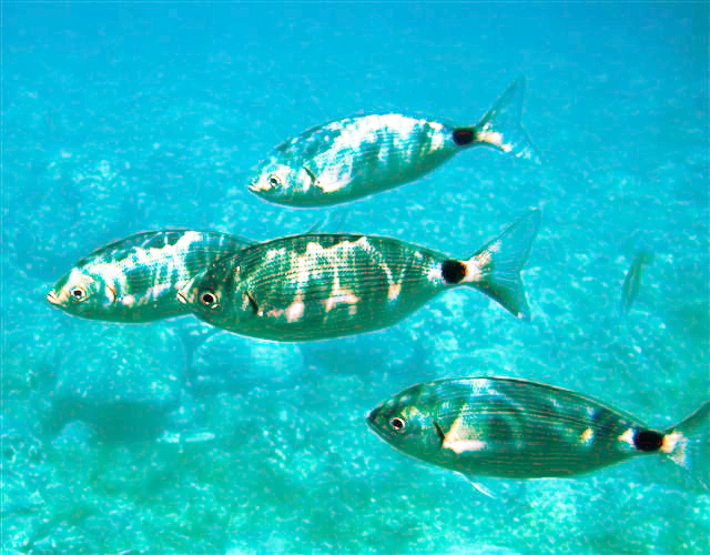 Capo_Gallo_Oblada_melanura0