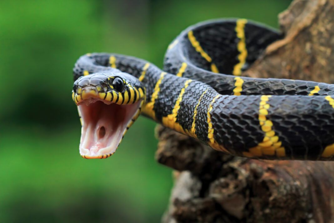 boiga-snake-dendrophila-yellow-ringed boiga-snake-dendrophila-yellow-ringed0