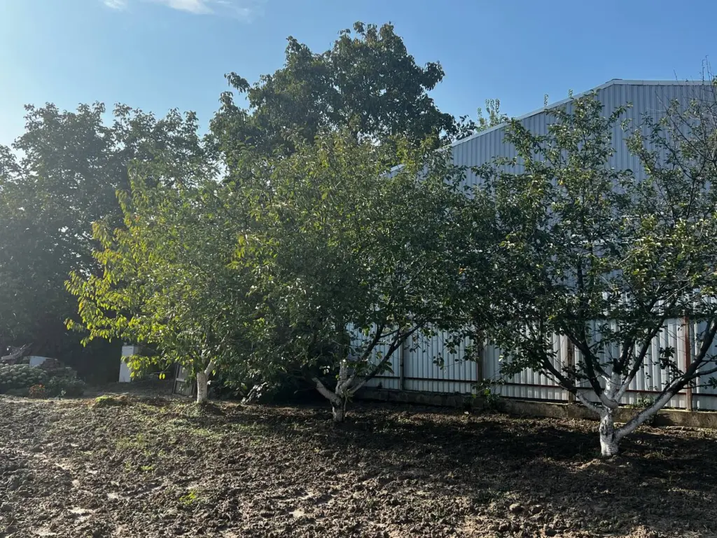 Белить ли деревья в саду осенью: мнение агрономов о необходимости этого процесса