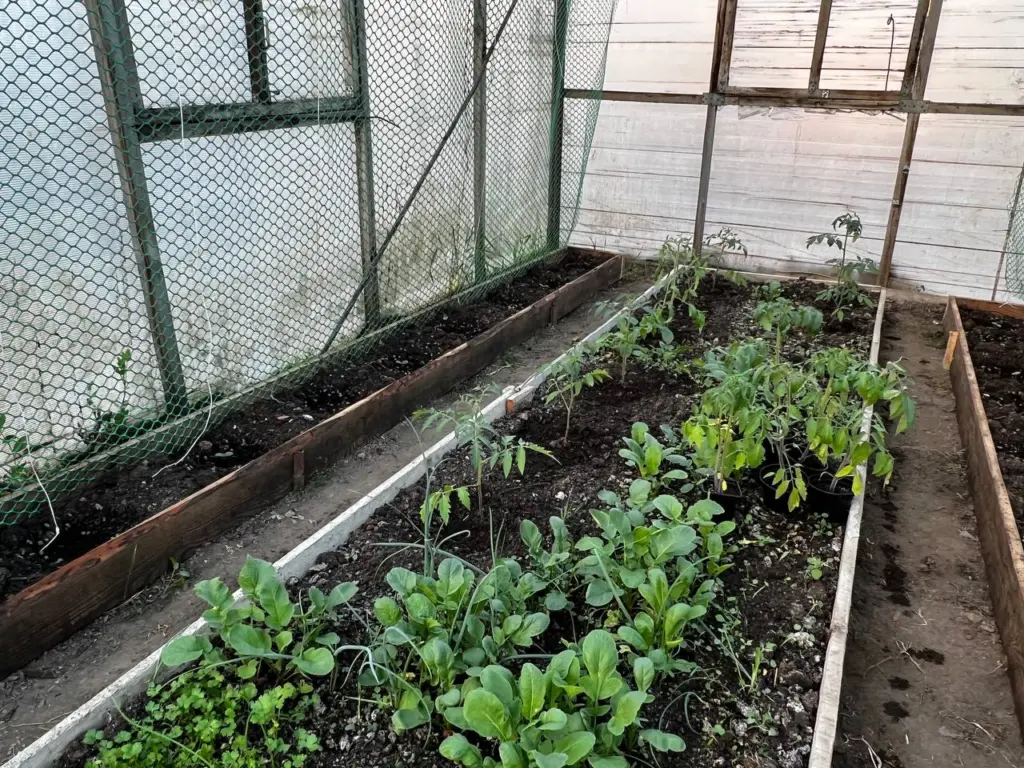 5 овощей, которые я сажаю поздней осенью на протяжении 15 лет: весной собираю урожай на месяц раньше соседей — меньше хлопот и больше зависти