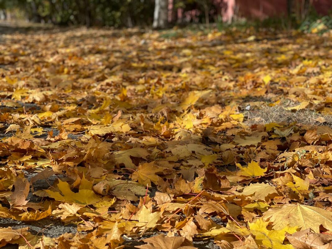 Врач Усачева предупредила об опасности опавших листьев0