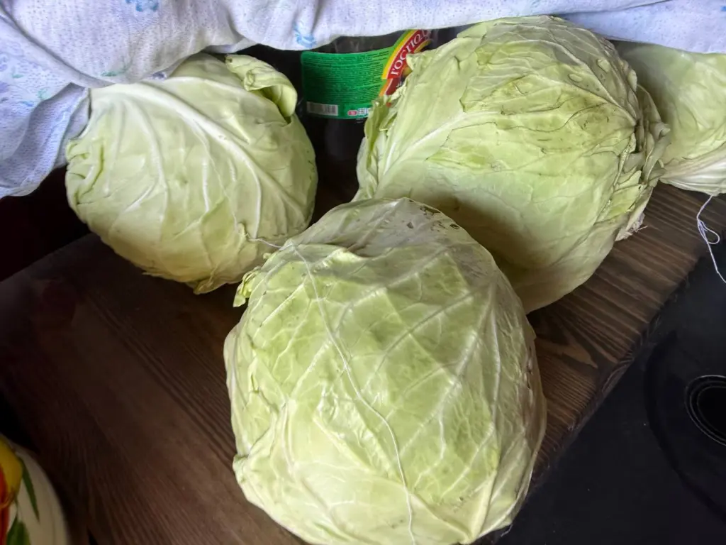 В ноябре я квашу капусту именно так: много лет собирал рецепты после каждой успешной попытки — нашел идеальные пропорции