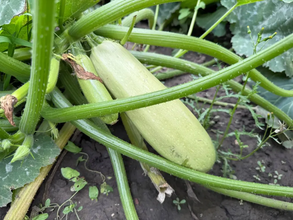 Как подруга из Армении открыла мне секреты вкусного приготовления кабачков — готовлю их 2–3 раза в неделю, и семье не надоедает