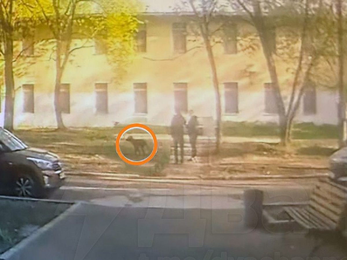 В Москве впервые оштрафовали владельца собаки за неубранную мочу на улице0