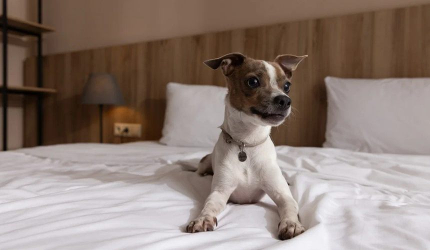 На «Роза Хутор» появились первые в Сочи сертифицированные pet-friendly отели