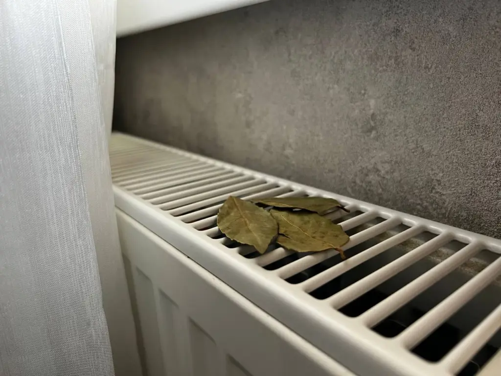 С наступлением первых морозов я всегда кладу лавровый лист на батарею, и жизнь становится лучше: вся семья ощущает изменения