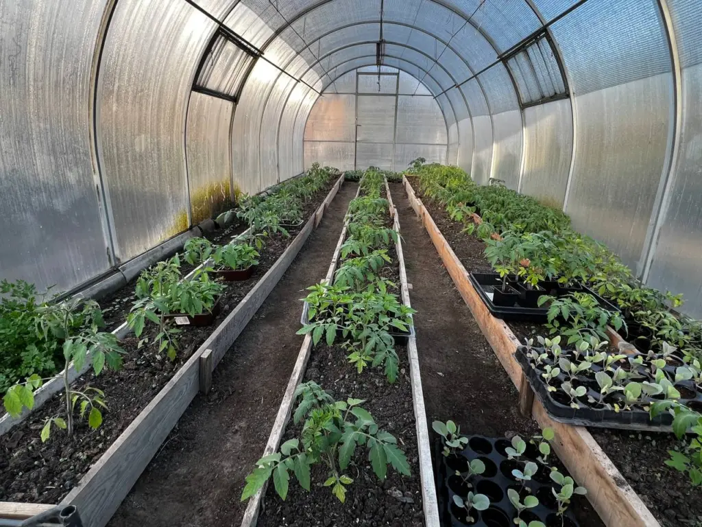 В ноябре обрабатываю грядки этим порошком: весной кусты усыпаны томатами и перцем — лучше любых удобрений