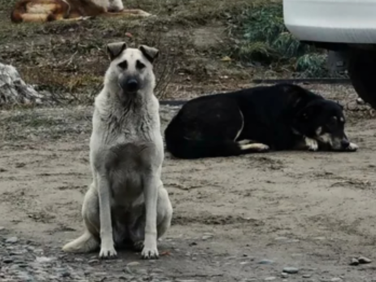 В Подмосковье домашняя собака загрызла младенца0