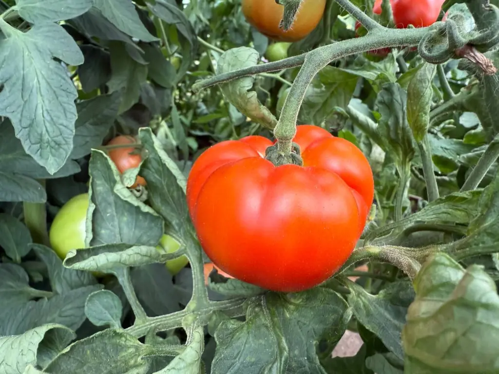 Самые вкусные и сладкие томаты урожайность до 22 кг спешите брать семена пока не раскупили