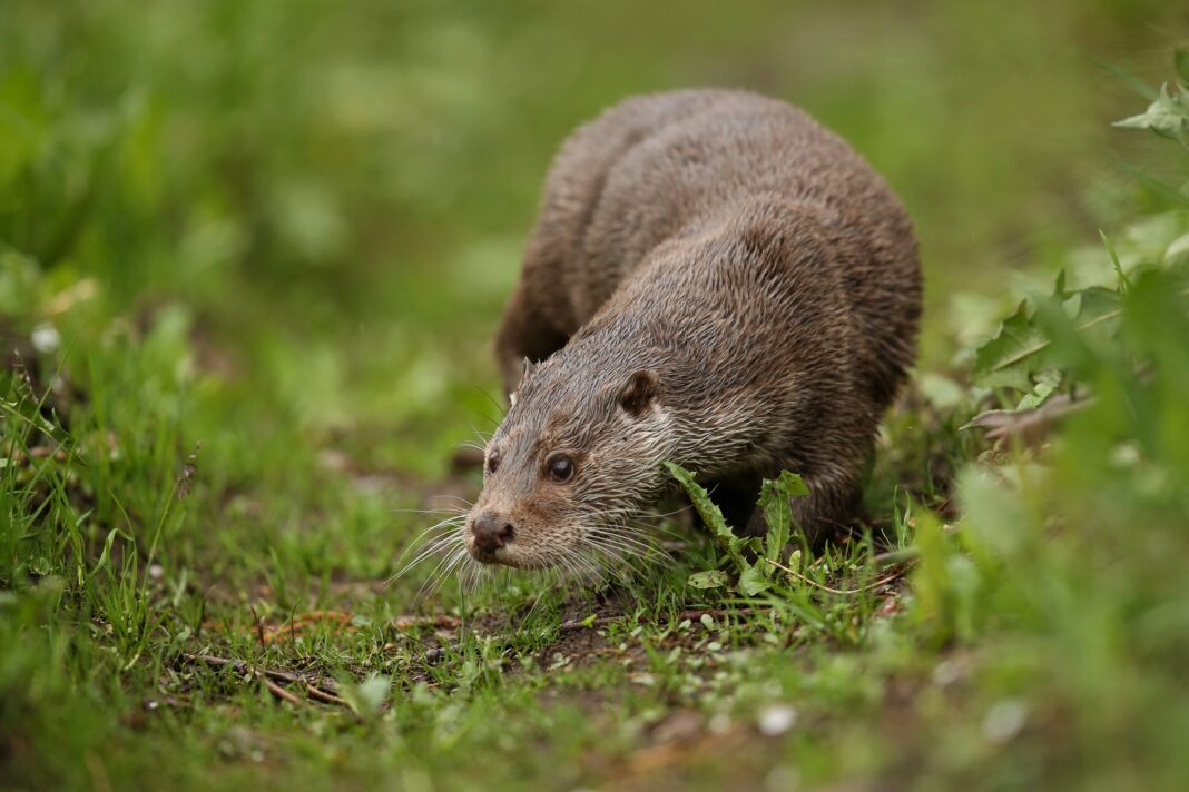 beautiful-and-playful-river-otter-in-the-nature-habitat-in-czech-republic-lutra-lutra0