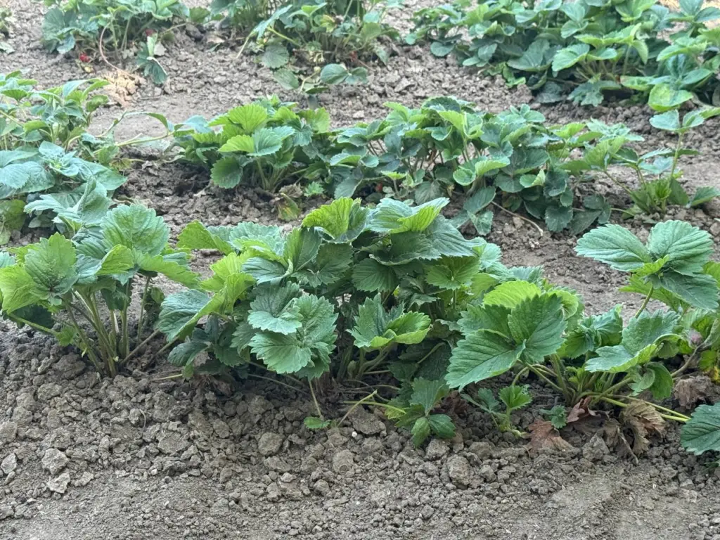 Бросьте спичку в ямку — клубника порадует крупными ягодами! В новом сезоне вредителей не будет