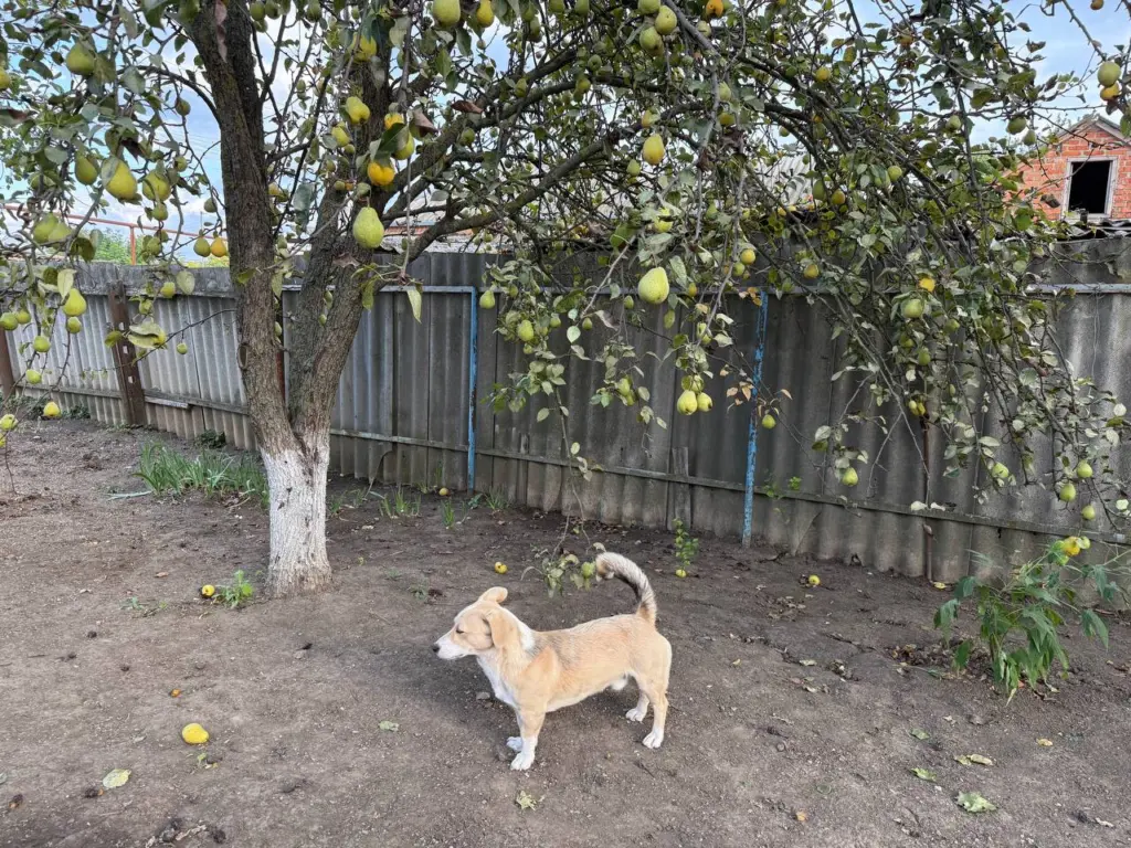 Пять лучших самоплодных сортов груш для вашего сада с медовыми плодами и высоким урожаем в 2026 году