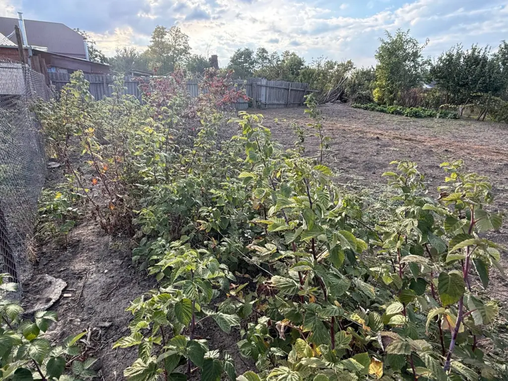 Правильная обрезка и подкормка малины перед зимним периодом