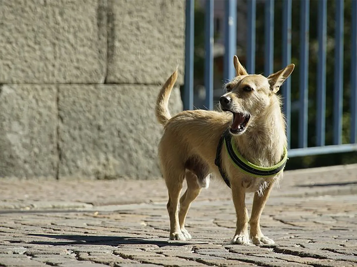 В Москве серийным похитителям собак могут дать до девяти лет тюрьмы0