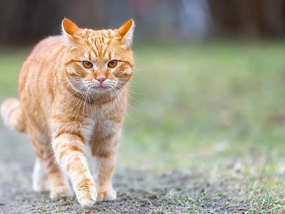 Журналист во Львове выразил недовольство «русскоязычными» котами, которые «нявкают», а не мяукают0