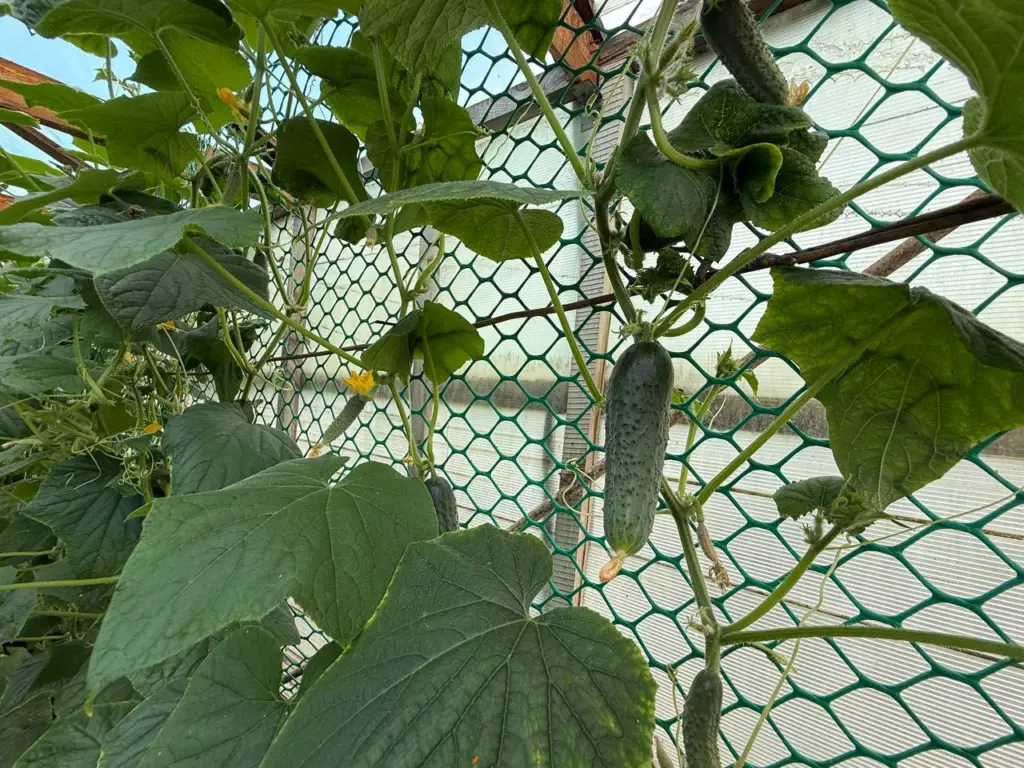 Шесть лучших сортов огурцов для засолки и салатов: гарантировано без горечи и пустоцветов — невероятно вкусные