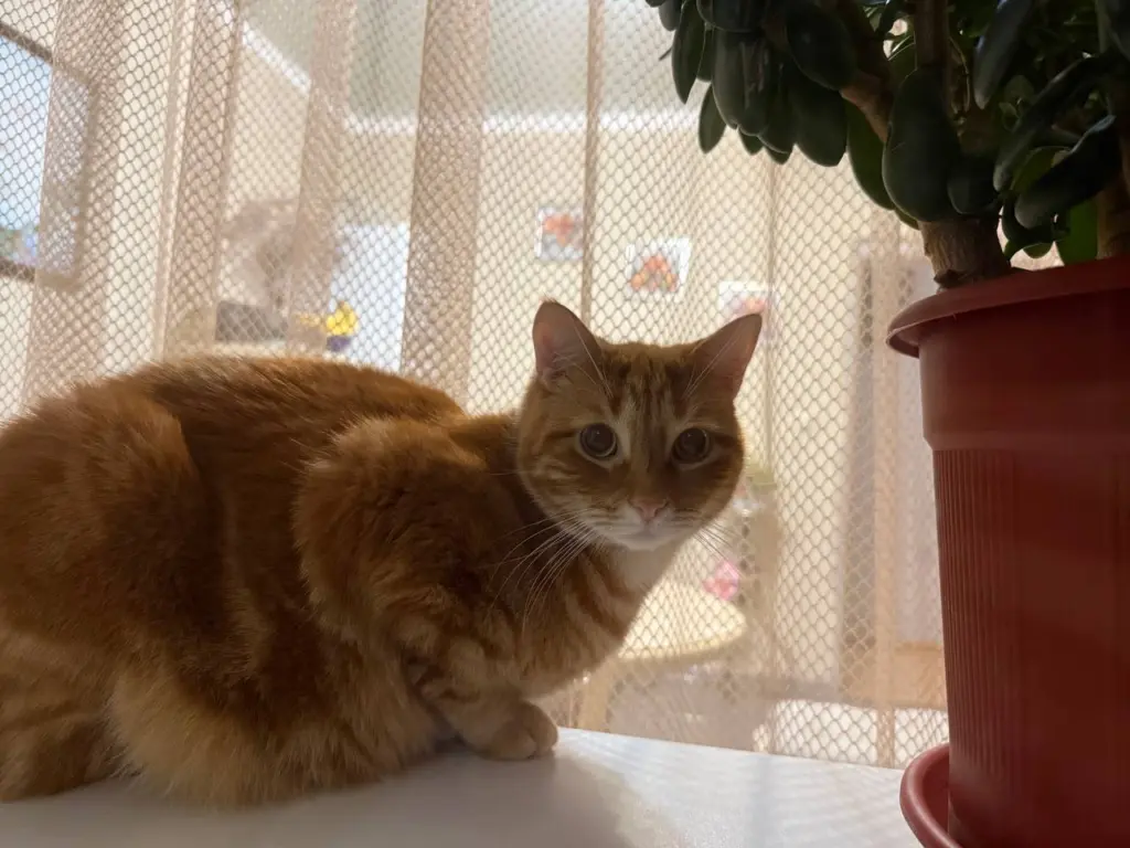 7 знаков, что ваша кошка вас любит и видит в вас самого важного человека