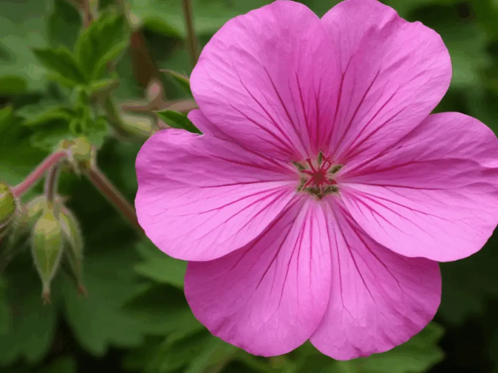 Способы решения проблемы пожелтения листьев герани и их причины