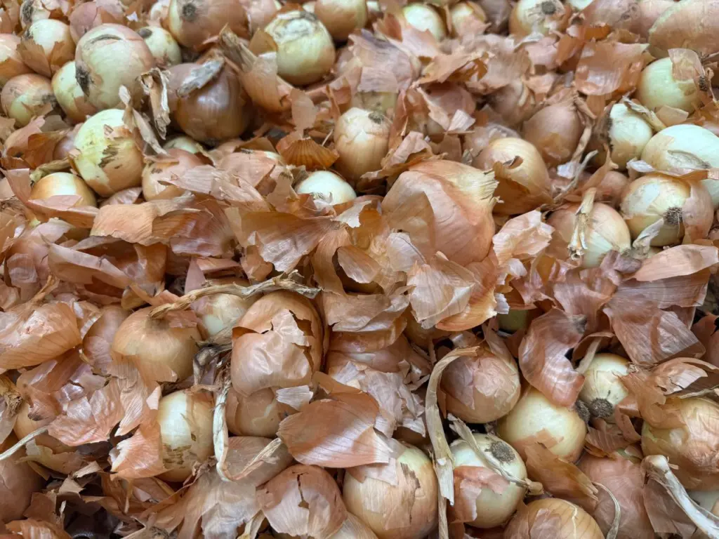 Лук гниёт и растёт из-за одной ошибки делаю простой трюк до 15 ноября и головки будут крепкими и сочными до весны