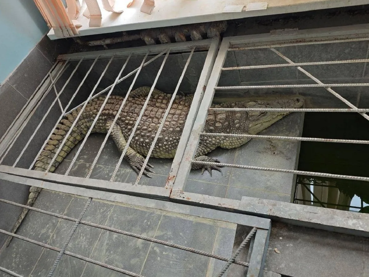 Скандал вокруг видео с крокодилом, который 20 лет проживает в редакции «Обнинск ТВ»0