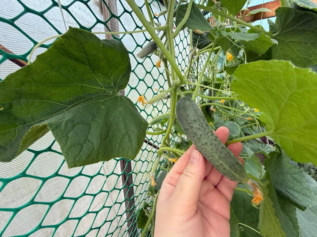 Не просто сорт, а настоящий шедевр: за этими огурцами выстраиваются толпы – хрустящие, ароматные, сочные