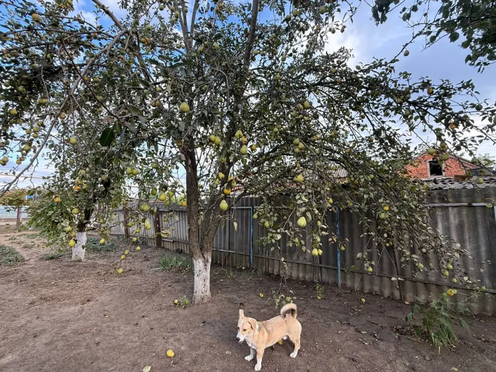 Как вырастить ведро груш с одного дерева в маленьком саду без опылителей-соседей