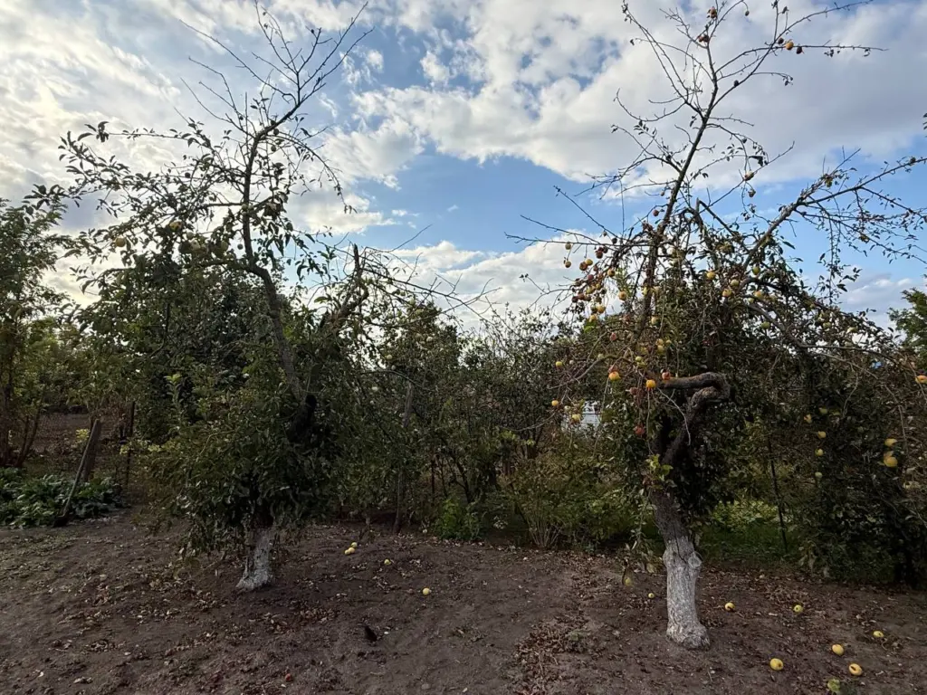 Опубликованы критические ошибки дачников в зимний период, угрожающие саду и огороду