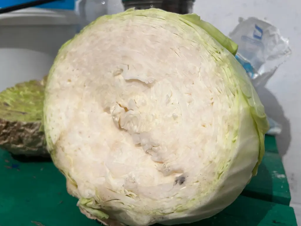 Готовлю капусту по уникальному рецепту — вкус, от которого все просят поделиться секретом: ни квашеная, ни соленая