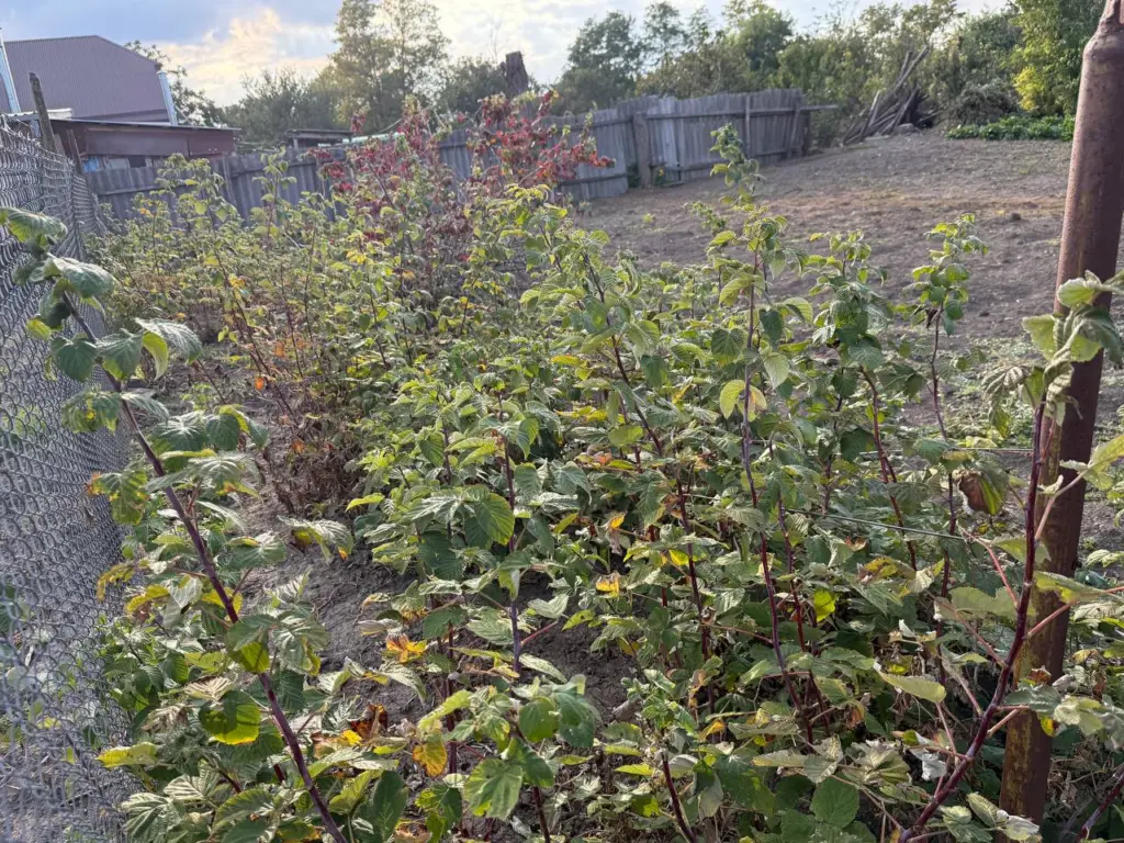 Весной — яркая зелень, осенью — разочарование: секреты обильного плодоношения малины вместо пустого роста вверх