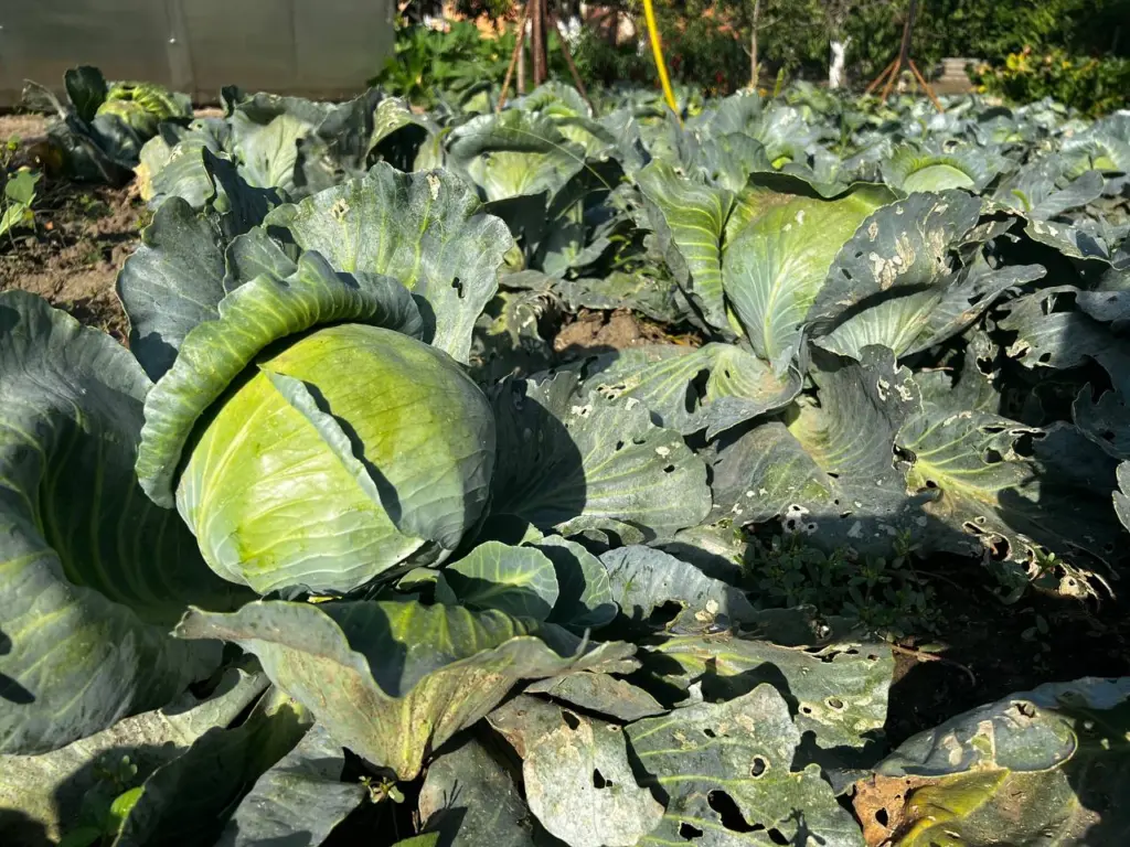 Лучшие три сорта капусты для дачи без подкормок и лишних хлопот с урожаем до 3 кг
