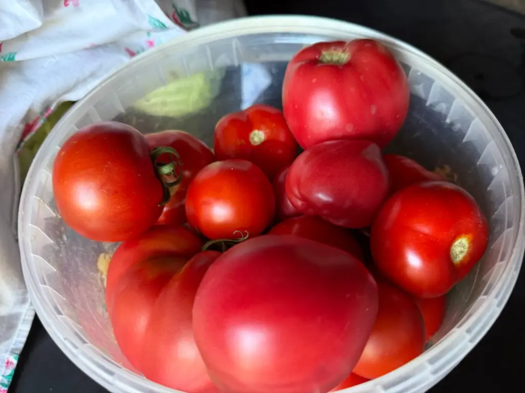 Выращиваю всего два сорта томатов каждый год: самые вкусные, крупные и отличные — урожай в избытке