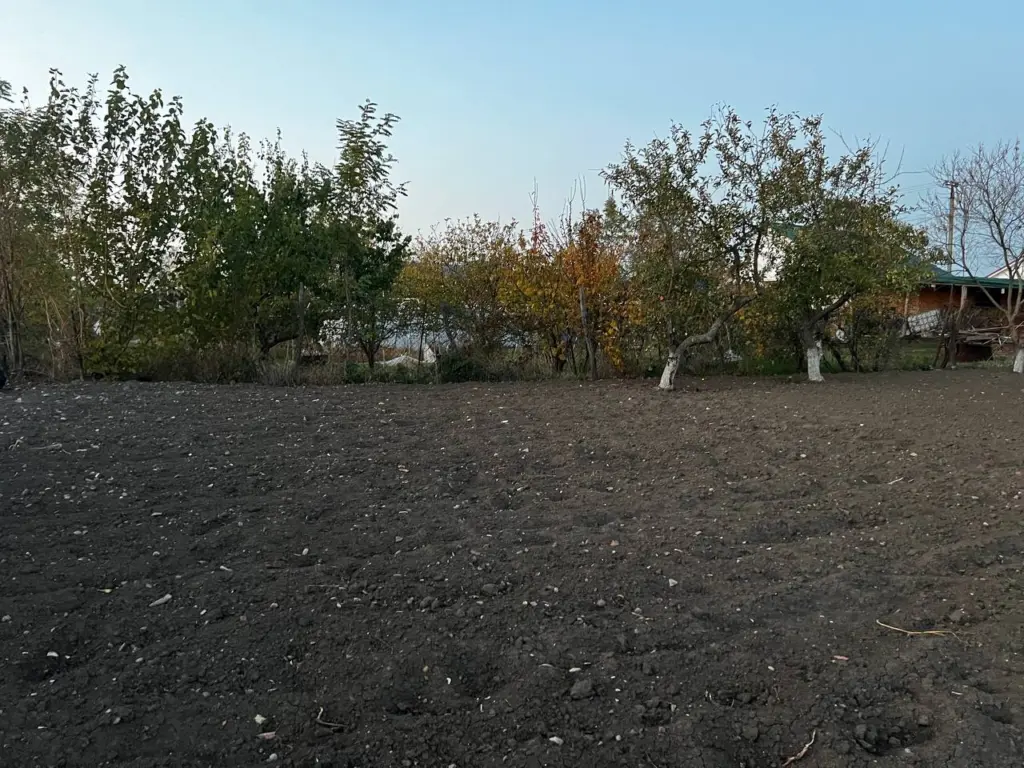 Посадил зимние сидераты и забыл о них к маю получаю чернозем вместо глины