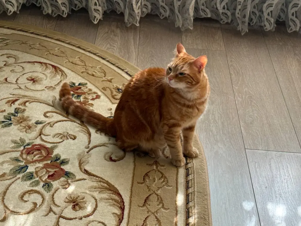 Кошка навсегда прощается с хозяином: как распознать простые знаки и однозначные сигналы