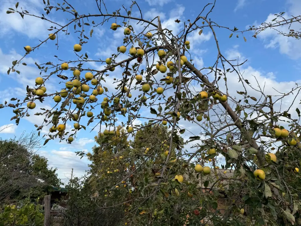 Как я оборачиваю яблони и груши в фольгу перед зимой, чтобы весной избежать тли и муравьев