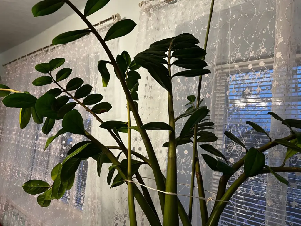 «Веселая булочка» у вас дома: эксперт по растениям поделился секретами популярного комнатного цветка