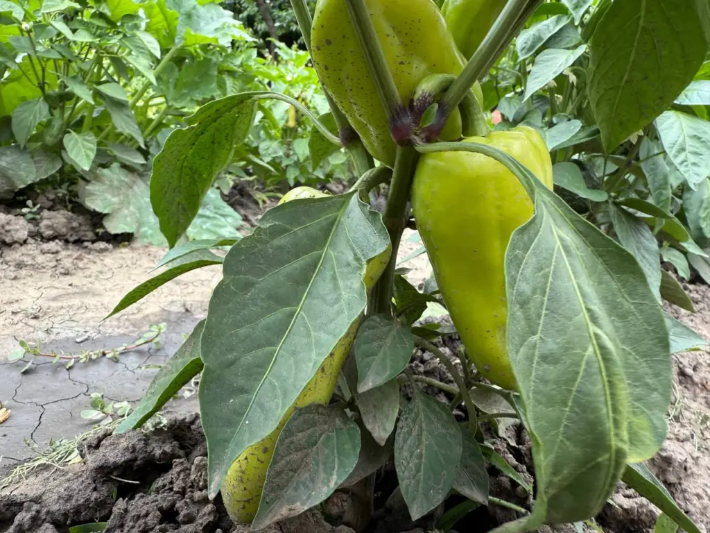 Перец, который в несколько раз слаще стевии: стенки до 1 см, плоды весом до 450 г