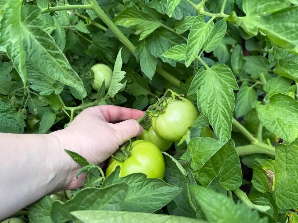 Два уникальных сорта томатов с истинным «помидорным» вкусом: сочные и сладкие, будто посыпанные сахаром