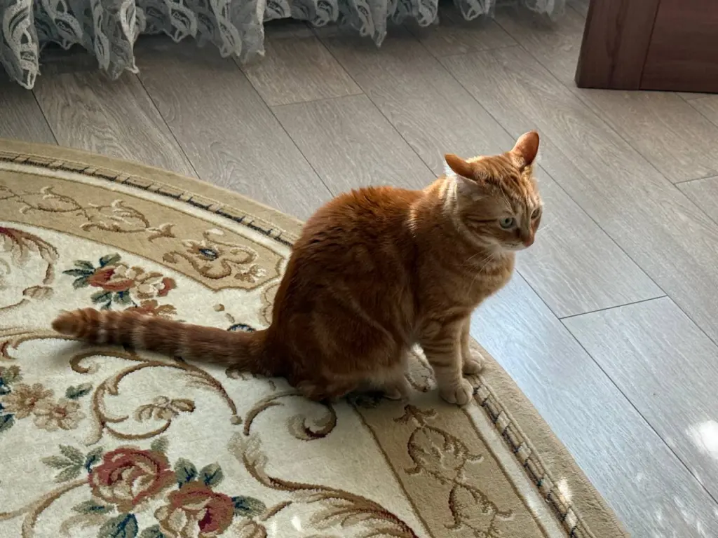 Кошка прощается с хозяином навсегда: как распознать простые, но важные знаки для тех, кто умеет их воспринимать