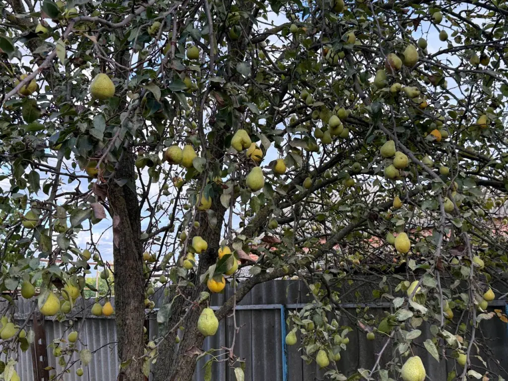 Самоплодные груши для дачи с медовыми плодами легким уходом и сказочным урожаем